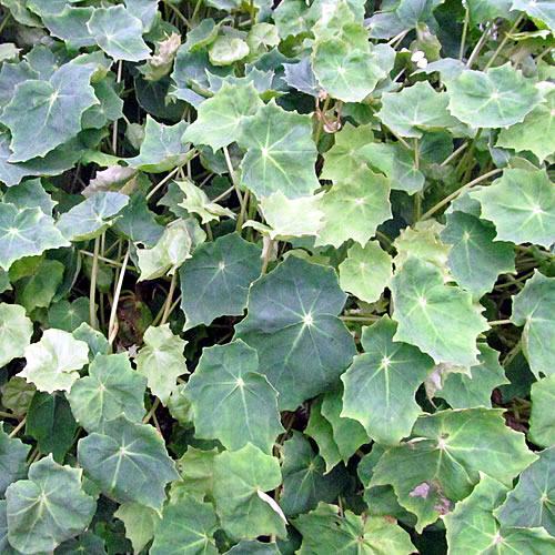 Begonia pringlei Begonie v Glasgow