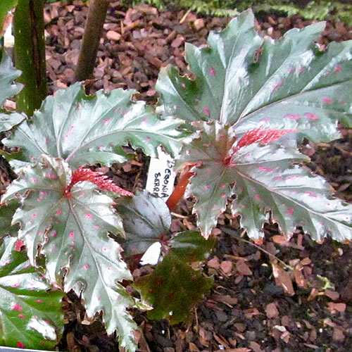 Begonia serratipetala Begonie v Glasgow