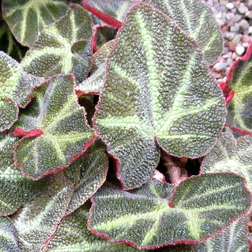 Begonia soli-mutata Begonie v Glasgow