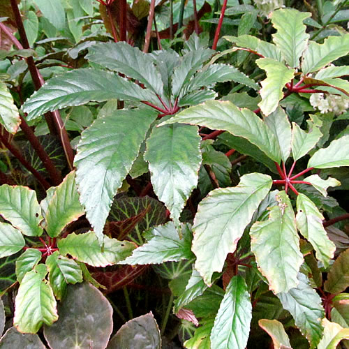 Begonia thiemei purpurea Begonie v Glasgow