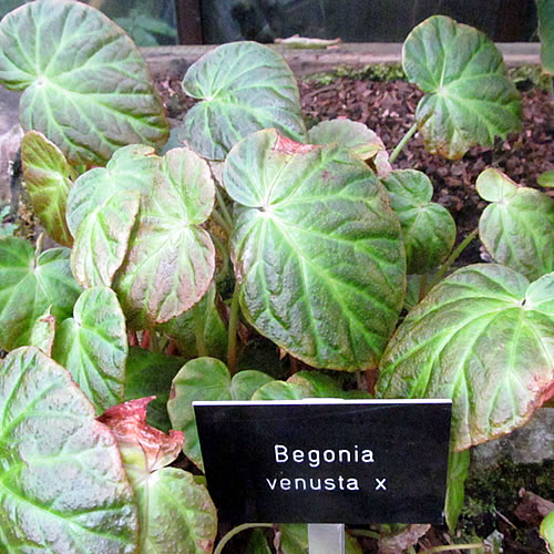 Begonia venusta Begonie v Glasgow