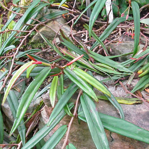Begonia sp. Begonie v Glasgow