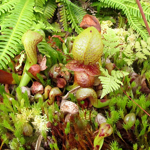 Darlingtonia californica