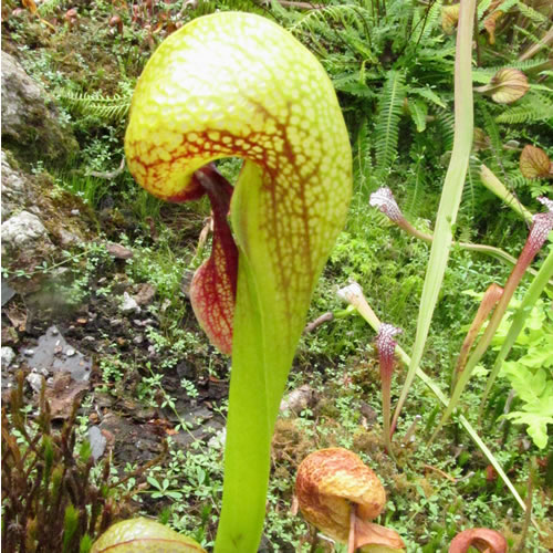 Darlingtonia_californica