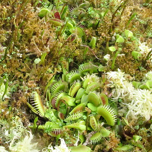 Dionaea muscipula