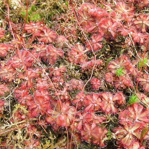 Drosera aliciae