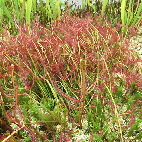 Drosera binata