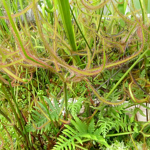 Drosera binata