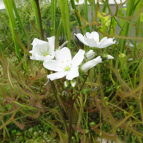 Drosera binata