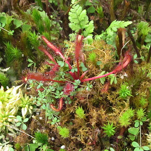 Drosera capensis redForm
