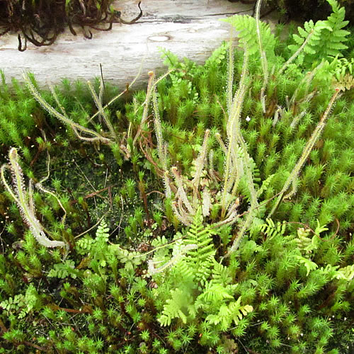 Drosera sp.