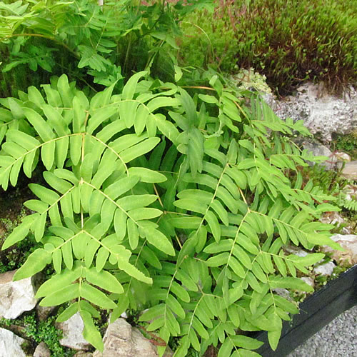 Osmunda regalis