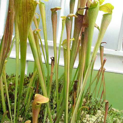 Sarracenia flava alata