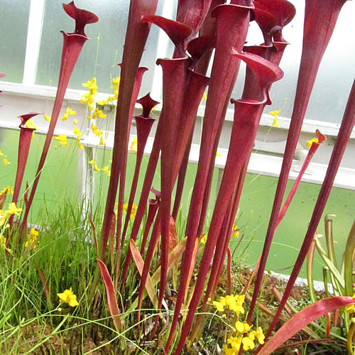 Sarracenia flava atropurpurea