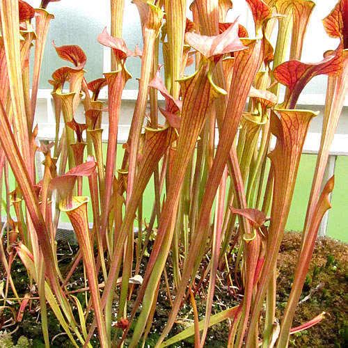 Sarracenia flava cuprea