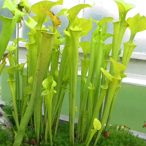 Sarracenia flava flava