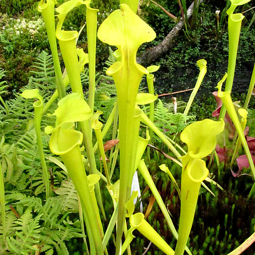 Sarracenia flava flava