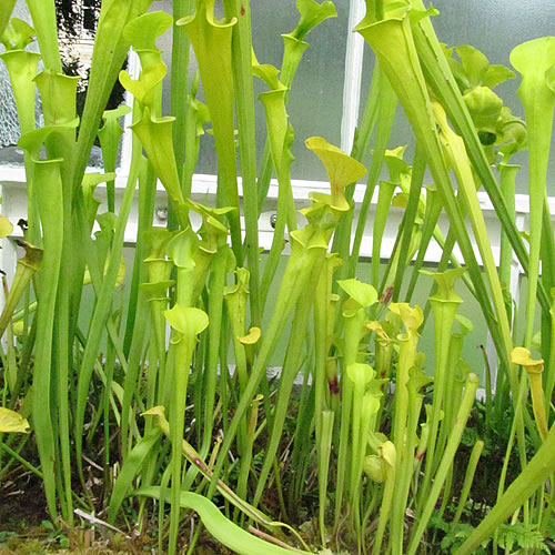 Sarracenia flava maxima