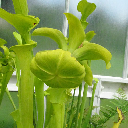 Sarracenia flava maxima