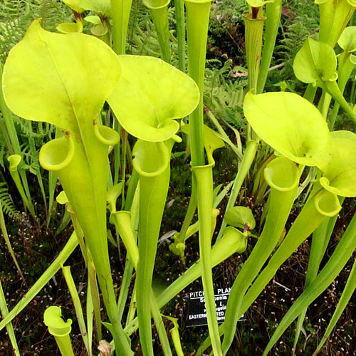 Sarracenia flava rugelii