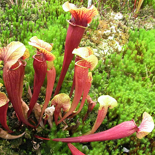 Sarracenia hybrid