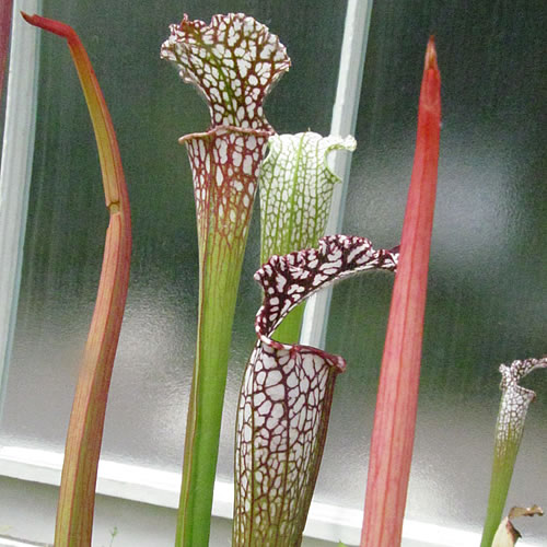 Sarracenia leucophylla