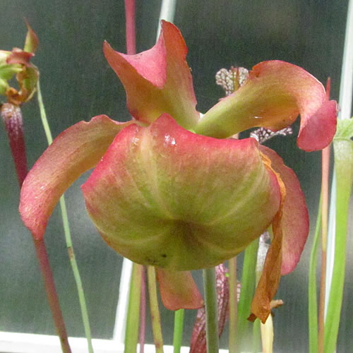 Sarracenia leucophylla