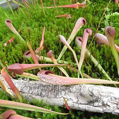 Sarracenia minor