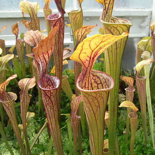 Sarracenia oreophila