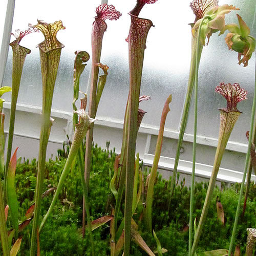 Sarracenia oreophila x leucophylla