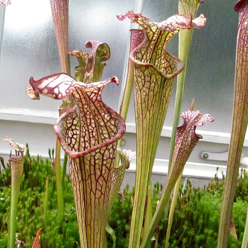 Sarracenia oreophila x leucophylla