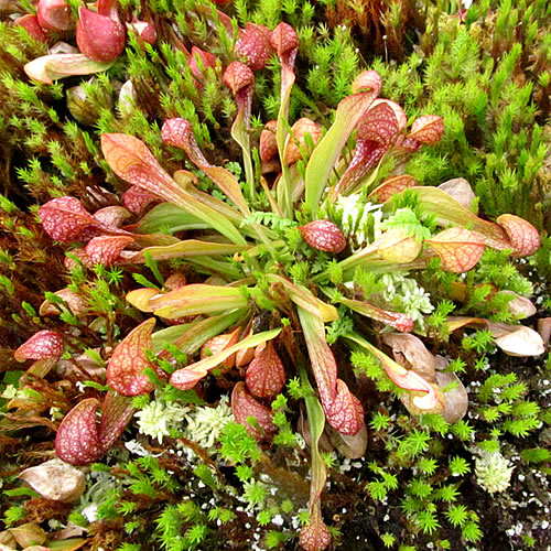 Sarracenia psittacina