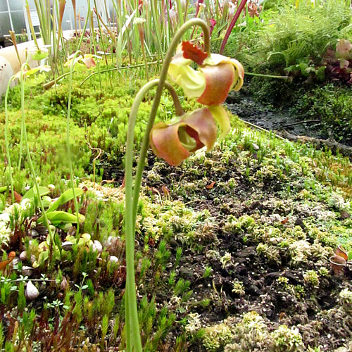 Sarracenia psittacina