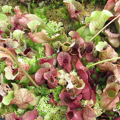 Sarracenia purpurea venosa