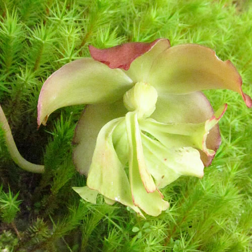 Sarracenia purpurea venosa