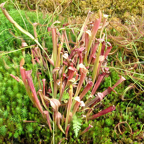 Sarracenia rubra