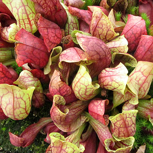 Sarracenia x courtii