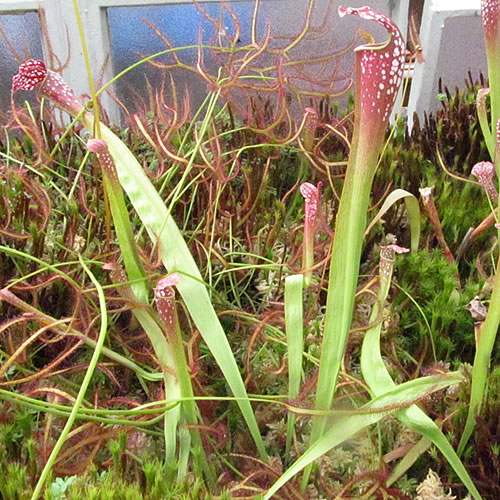 Sarracenia x excellens