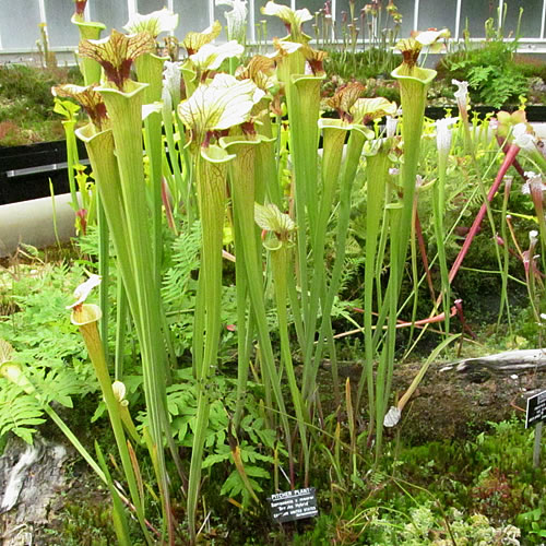 Sarracenia x moorei