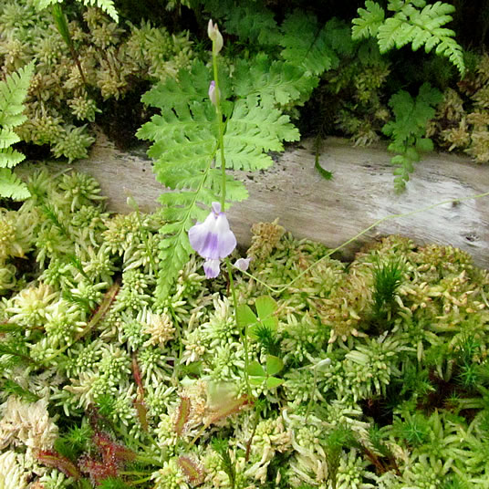 Utricularia sp.