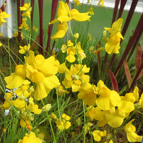 Utricularia bisquamata