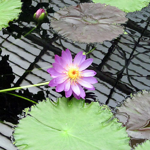 Nymphaea