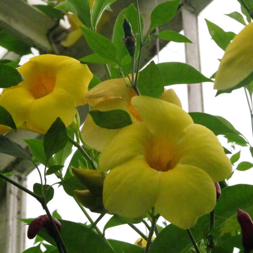 Allamanda