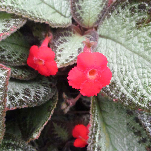 Episcia cupreata