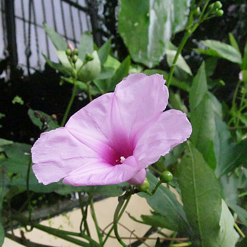 Ipomoea mauritiana