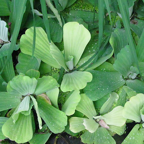 Pistia