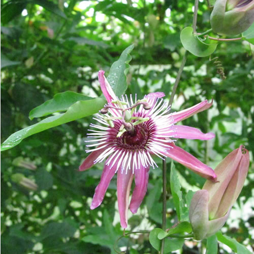 Passiflora