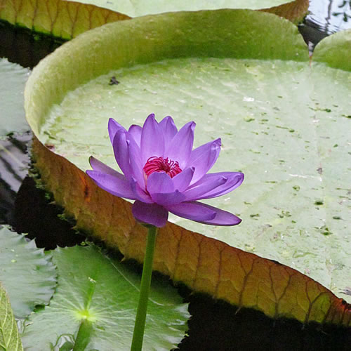 Victoria cruziana, Nymphaea