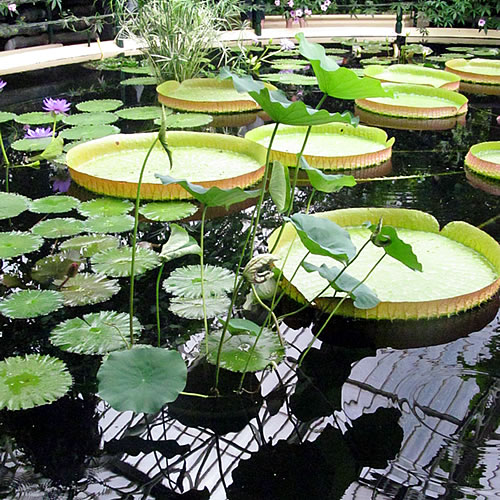 Nelumbo nucifera