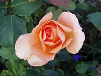 růže Joro
